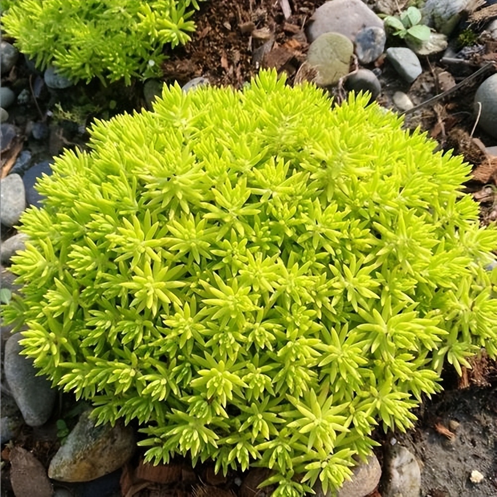 佛甲草