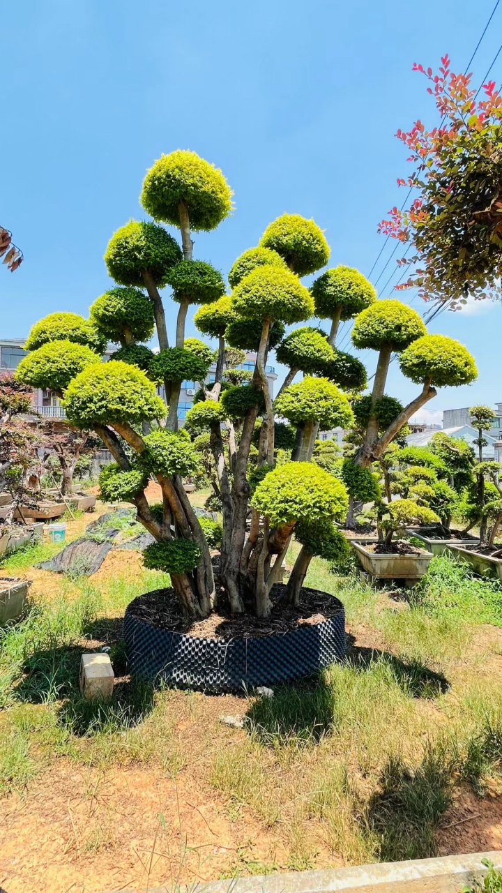 亮晶女贞